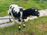 PEDIGREE DUTCH SPOTTED SHEARLING EWE - 4