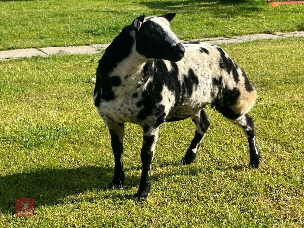 PEDIGREE DUTCH SPOTTED SHEARLING EWE
