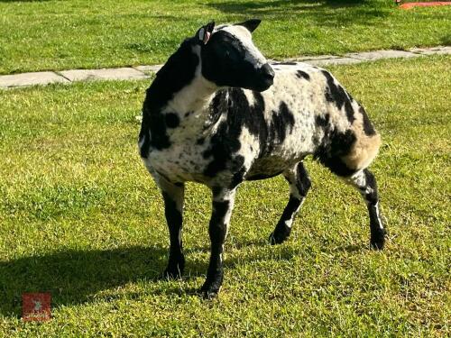 PEDIGREE DUTCH SPOTTED SHEARLING EWE