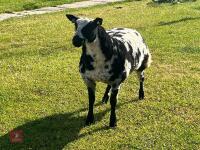 PEDIGREE DUTCH SPOTTED SHEARLING EWE - 2