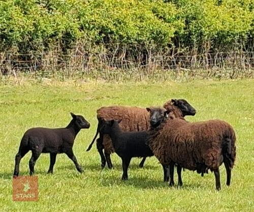 3 BLACK WELSH MOUNTAIN 2T EWES & LAMBS - BIDS FOR THE GROUP