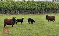3 BLACK WELSH MOUNTAIN 2T EWES & LAMBS - BIDS FOR THE GROUP - 3
