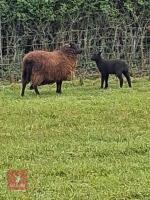3 BLACK WELSH MOUNTAIN 2T EWES & LAMBS - BIDS FOR THE GROUP - 4