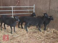 3 BLACK WELSH MOUNTAIN 2T EWES & LAMBS - BIDS FOR THE GROUP - 5