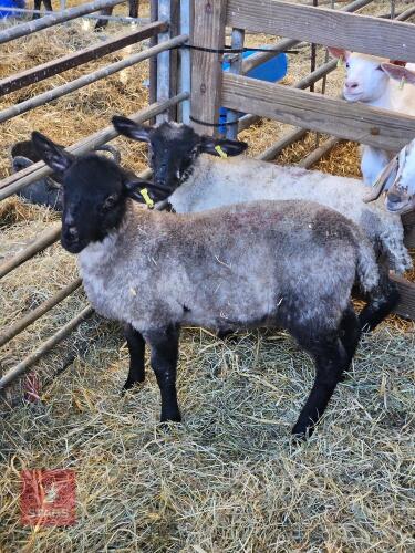 3 SUFFOLK X MULE EWE LAMBS - BIDS PER LIFE