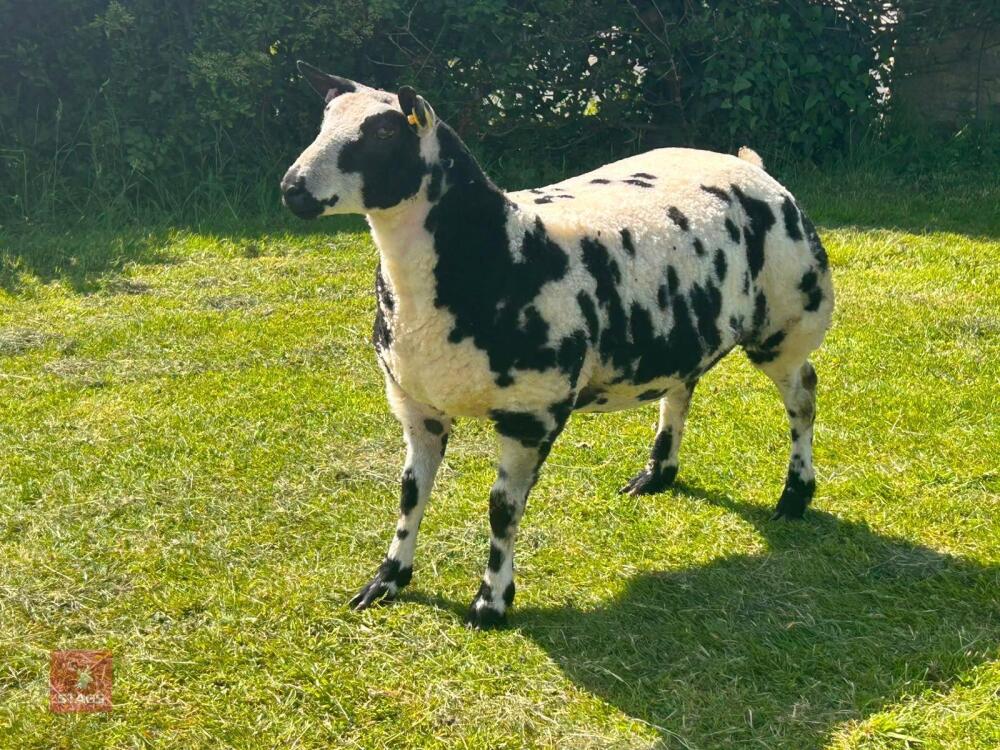 5MO PEDIGREE DUTCH SPOTTED EWE LAMB