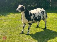 5MO PEDIGREE DUTCH SPOTTED EWE LAMB