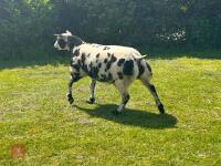 5MO PEDIGREE DUTCH SPOTTED EWE LAMB - 2