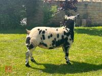 5MO PEDIGREE DUTCH SPOTTED EWE LAMB - 3