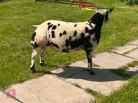 5MO PEDIGREE DUTCH SPOTTED EWE LAMB - 4