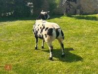 5MO PEDIGREE DUTCH SPOTTED EWE LAMB - 5
