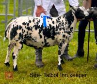 5MO PEDIGREE DUTCH SPOTTED EWE LAMB - 6