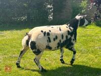 5MO PEDIGREE DUTCH SPOTTED EWE LAMB - 7