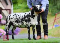 5MO PEDIGREE DUTCH SPOTTED EWE LAMB - 9