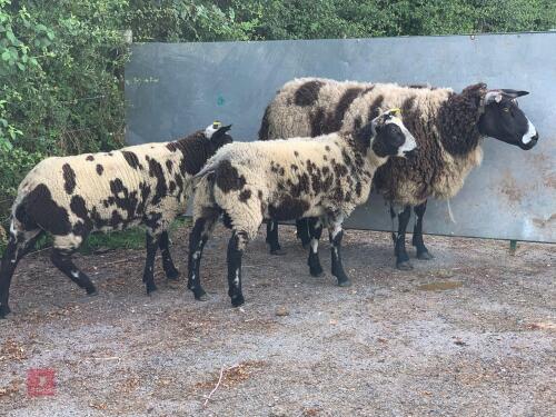 FM DUTCH SPOTTED EWE & 2 LAMBS - BIDS FOR THE GROUP