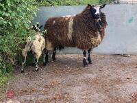 4T DUTCH SPOTTED EWE & RAM LAMB - BIDS FOR THE GROUP