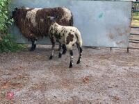 4T DUTCH SPOTTED EWE & RAM LAMB - BIDS FOR THE GROUP - 2