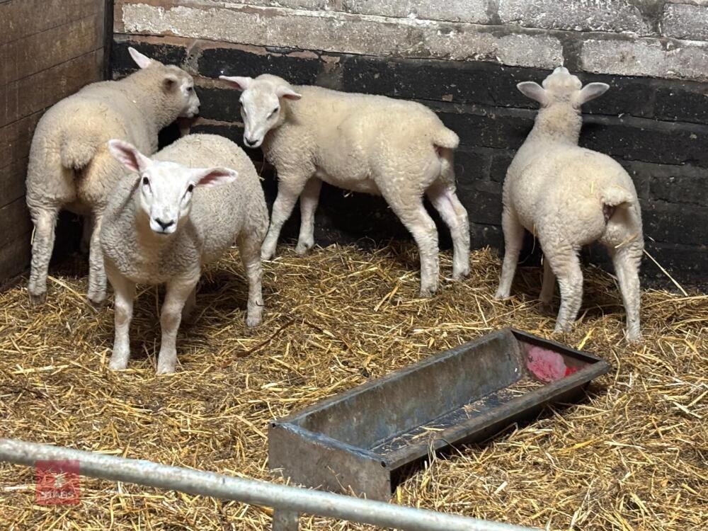 4 MIXED SEX TAME LAMBS - BIDS PER LIFE