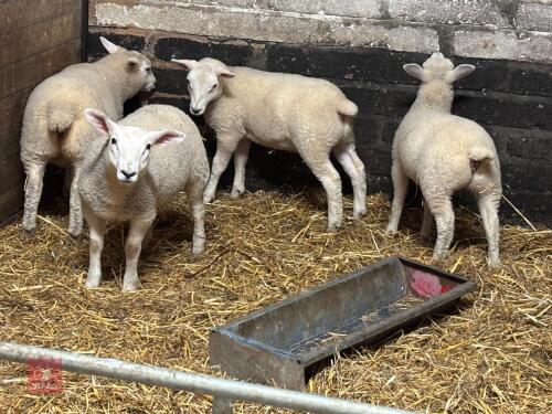 4 MIXED SEX TAME LAMBS - BIDS PER LIFE