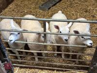 4 MIXED SEX TAME LAMBS - BIDS PER LIFE - 2