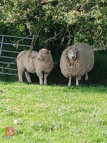 4T DORSET MULE EWE WITH RAM LAMB AT FOOT - BIDS FOR THE GROUP