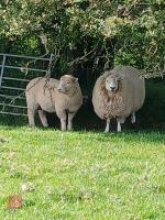 4T DORSET MULE EWE WITH RAM LAMB AT FOOT - BIDS FOR THE GROUP