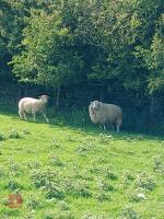4T DORSET MULE EWE WITH RAM LAMB AT FOOT - BIDS FOR THE GROUP - 2