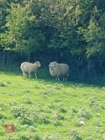 4T DORSET MULE EWE WITH RAM LAMB AT FOOT - BIDS FOR THE GROUP - 3