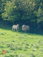 4T DORSET MULE EWE WITH RAM LAMB AT FOOT - BIDS FOR THE GROUP - 4