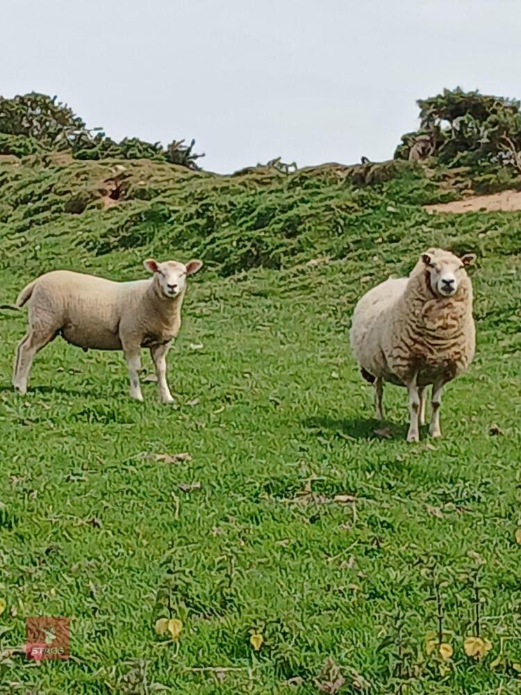 4T TEXEL X EWE WITH RAM LAMB AT FOOT - BIDS FOR THE GROUP