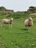 4T TEXEL X EWE WITH RAM LAMB AT FOOT - BIDS FOR THE GROUP