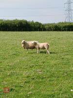 4T TEXEL X EWE WITH RAM LAMB AT FOOT - BIDS FOR THE GROUP - 2