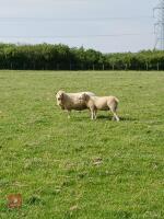 4T TEXEL X EWE WITH RAM LAMB AT FOOT - BIDS FOR THE GROUP - 3