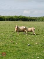 4T TEXEL X EWE WITH RAM LAMB AT FOOT - BIDS FOR THE GROUP - 4