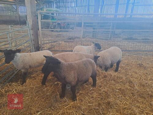 5 SUFFOLK LAMBS - BIDS PER LIFE