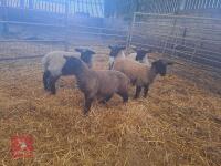 5 SUFFOLK LAMBS - BIDS PER LIFE - 2