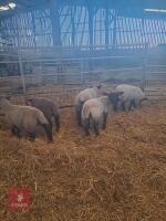 5 SUFFOLK LAMBS - BIDS PER LIFE - 3
