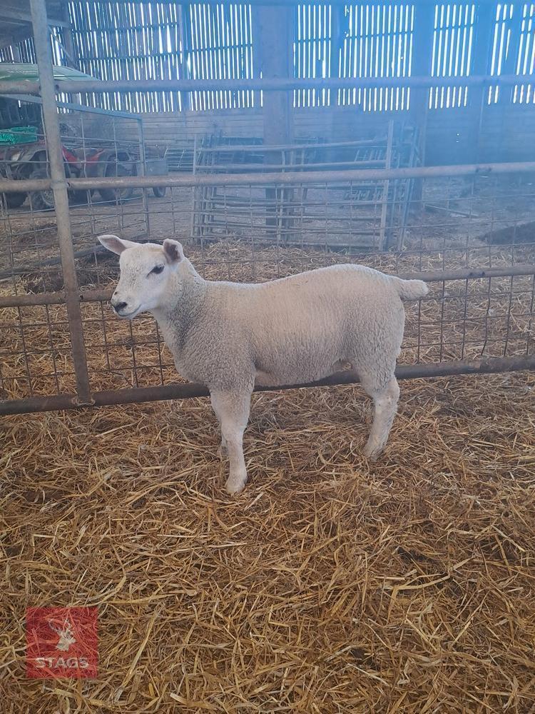 TEXEL X EWE LAMB