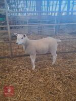 TEXEL X EWE LAMB