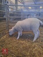 TEXEL X EWE LAMB - 2