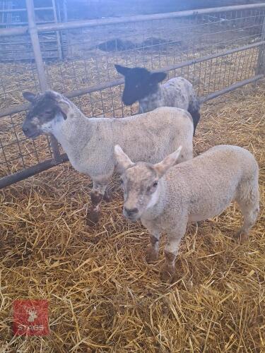 3 SUFFOLK X LAMBS - BIDS PER LIFE