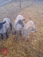 3 SUFFOLK X LAMBS - BIDS PER LIFE - 2