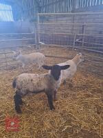 3 SUFFOLK X LAMBS - BIDS PER LIFE - 3