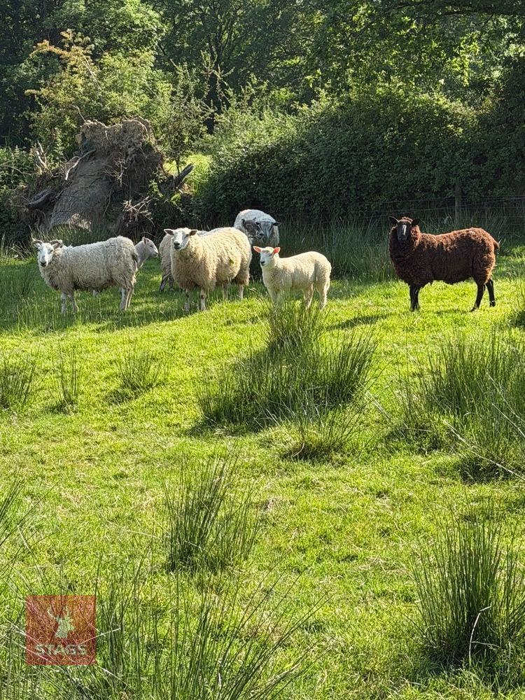 FLOCK OF MIXED BREED SHEEP - BIDS PER LIFE