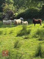 FLOCK OF MIXED BREED SHEEP - BIDS PER LIFE