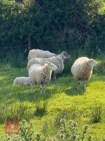 FLOCK OF MIXED BREED SHEEP - BIDS PER LIFE - 2