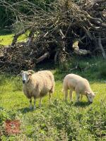 FLOCK OF MIXED BREED SHEEP - BIDS PER LIFE - 5
