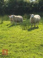 FLOCK OF MIXED BREED SHEEP - BIDS PER LIFE - 6