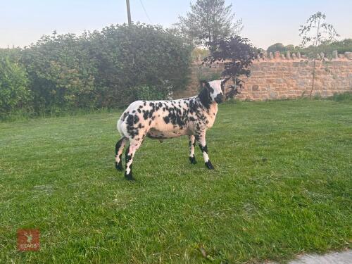 PEDIGREE DUTCH SPOTTED SHEARLING RAM
