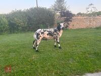 PEDIGREE DUTCH SPOTTED SHEARLING RAM
